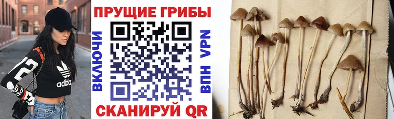 Псилоцибиновые грибы ЛСД  Пущино 